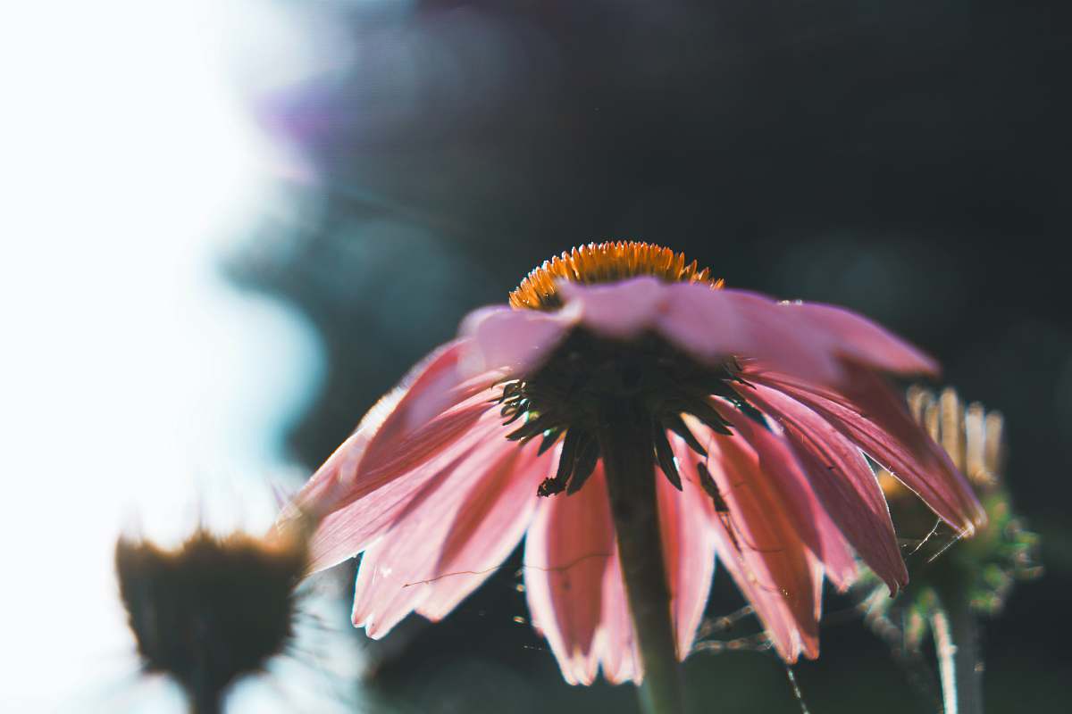 lincoln park pink daisy flower chicago